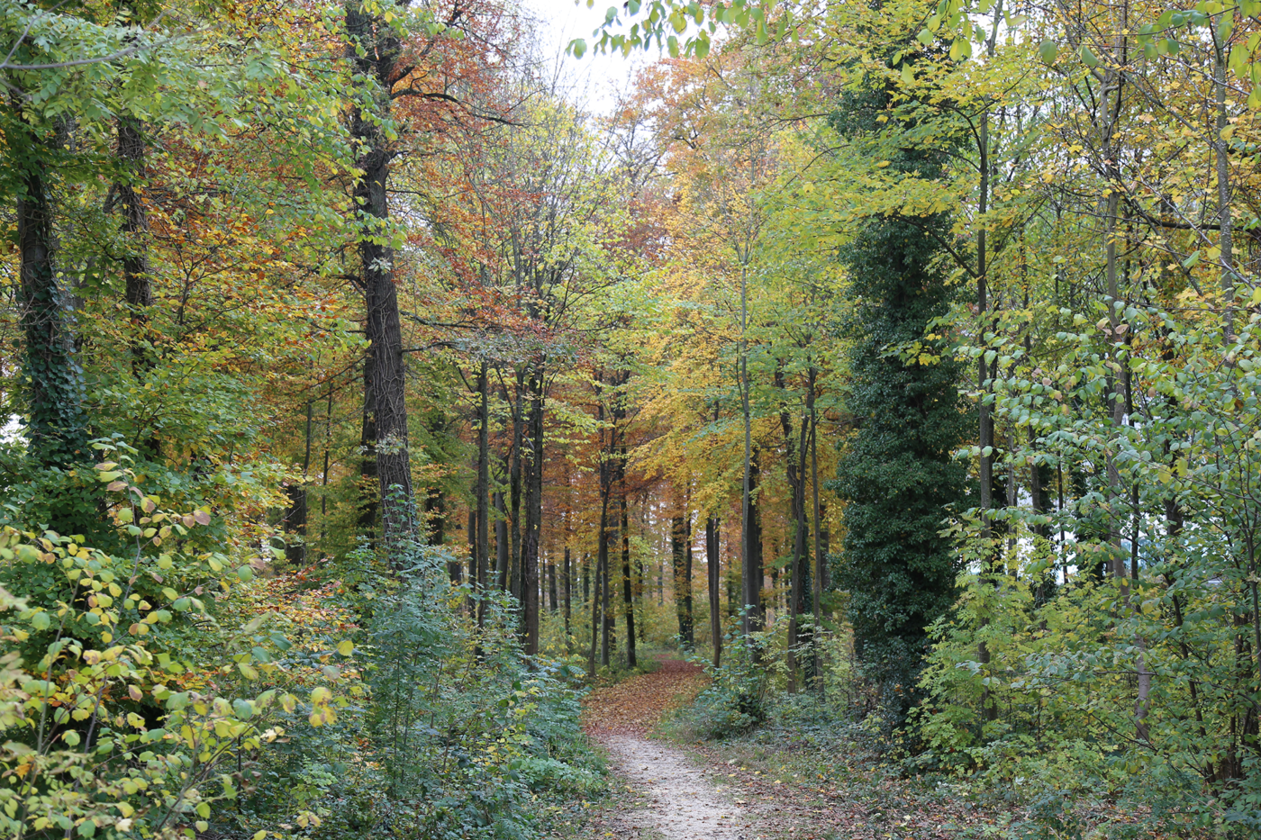 Holz ist ein heimischer Energieträger, der ein besonders grosses Ausbau-Potenzial hat. Heizen mit Holz schont das Klima, fördert die lokale Wertschöpfung und trägt zu einem gesunden Wald bei. © Copyright Holzenergie Schweiz| Digitale Medienmappe «Neue nationale Klimaprämie für den Ersatz von Öl- und Gasheizungen mit Holzheizungen», Energie Zukunft Schweiz AG